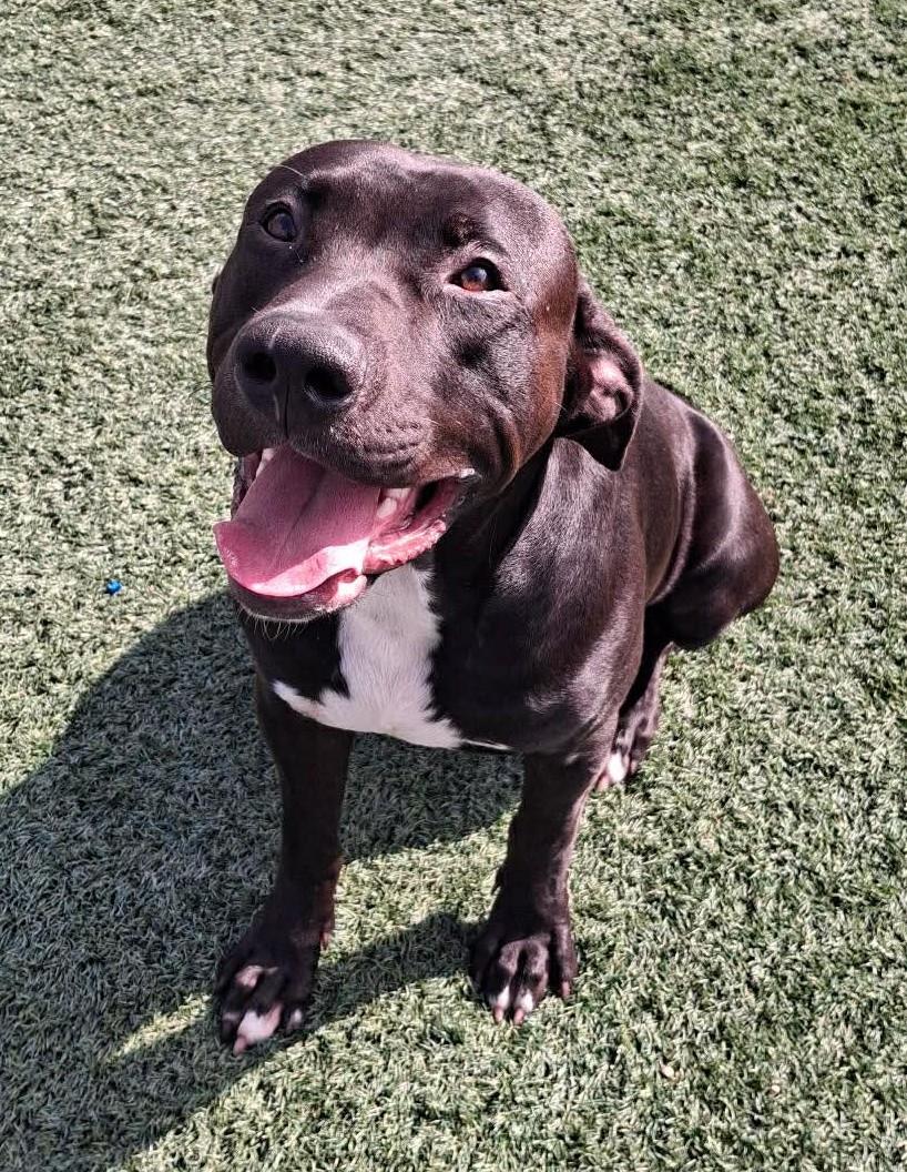 Scar- $75 Adoption Fee! Diamond Dog!