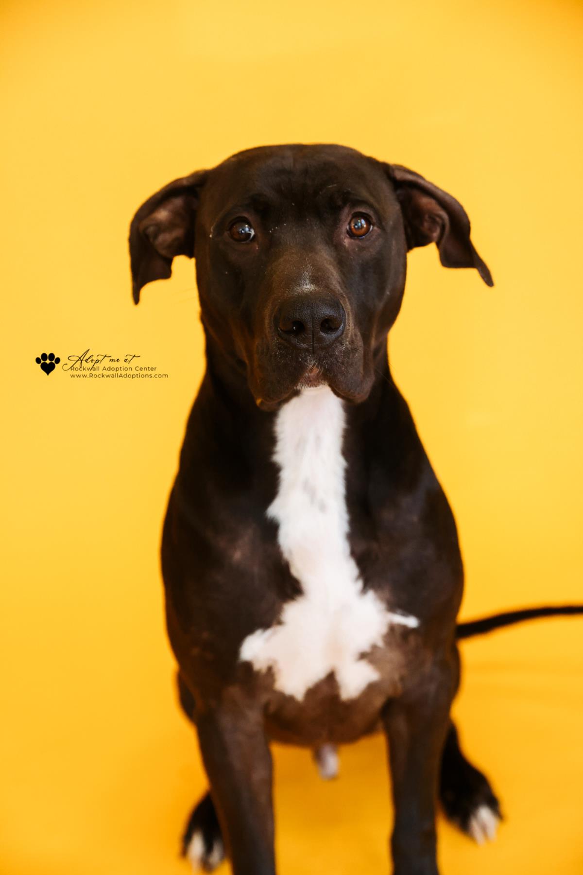 Scar- $75 Adoption Fee! Diamond Dog! Image