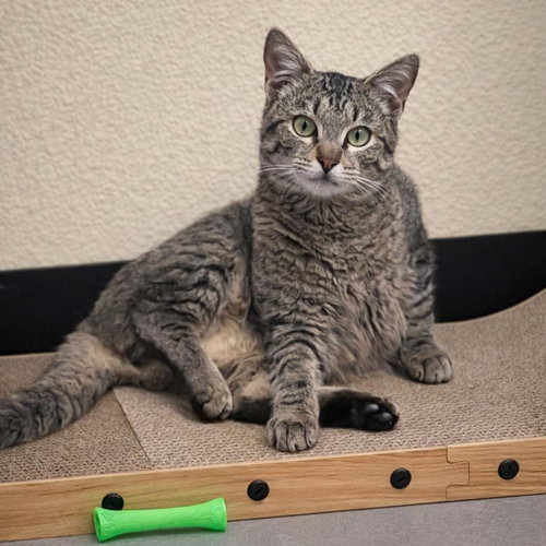 picture of the cat needing adoption