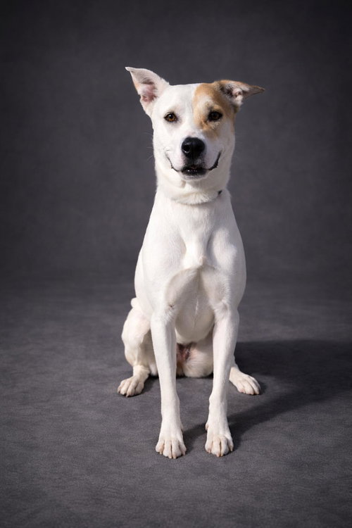 SUNDAE - Australian Shepherd / Catahoula Leopard Dog available for adoption