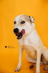 Sundae - Photo 4