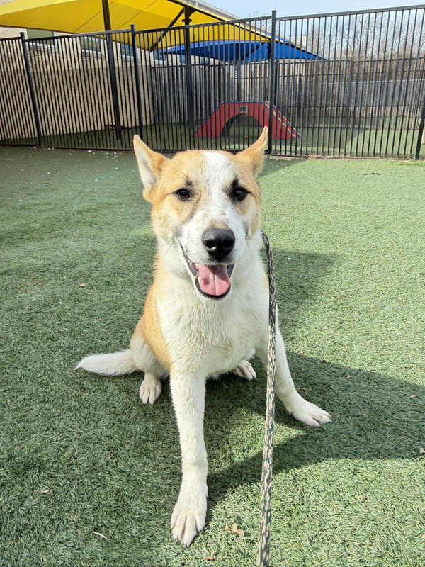 Shrimp- Diamond Dog! $75 Adoption Fee!