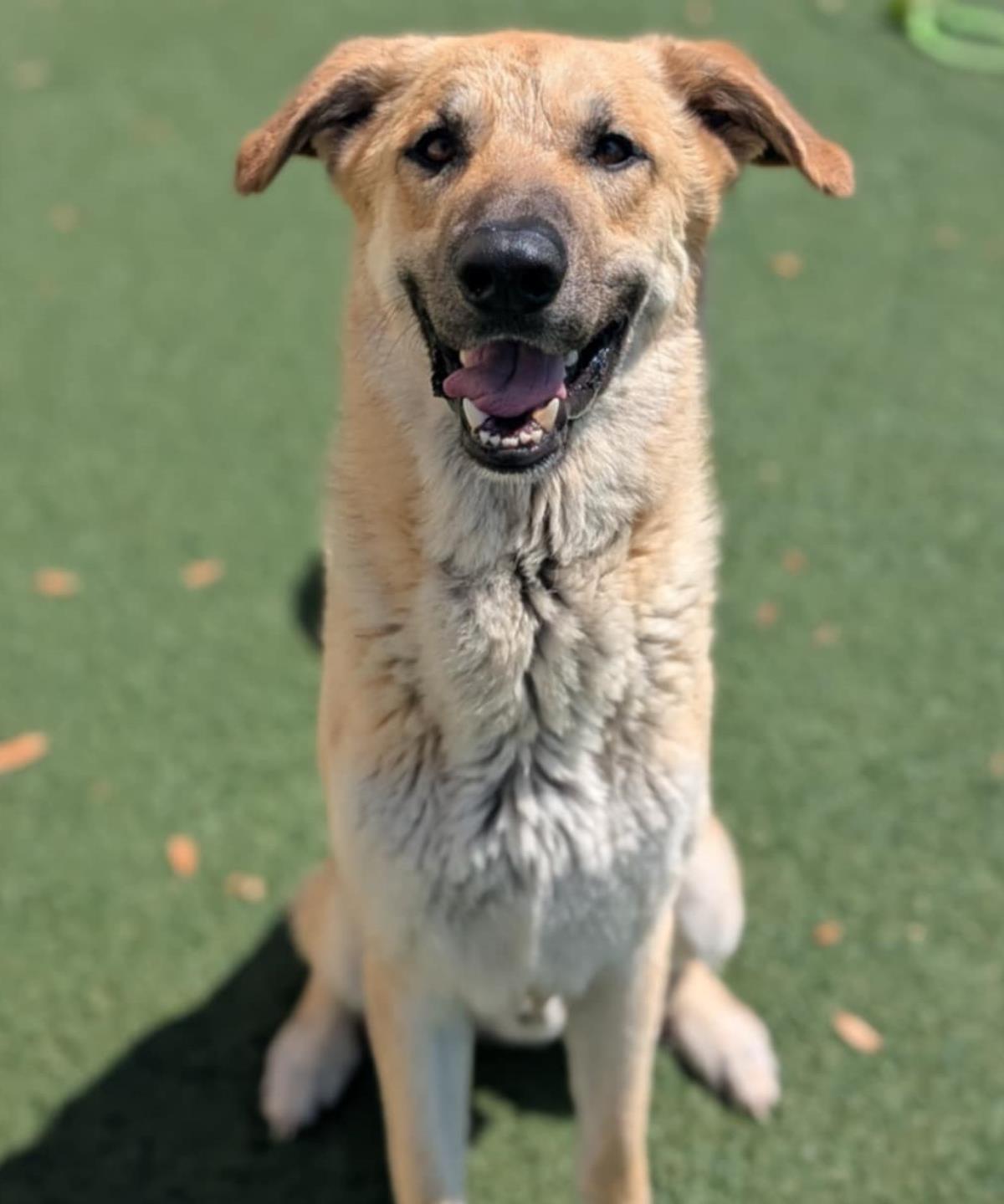 Champ - $75 Adoption Fee!  Diamond Dog!