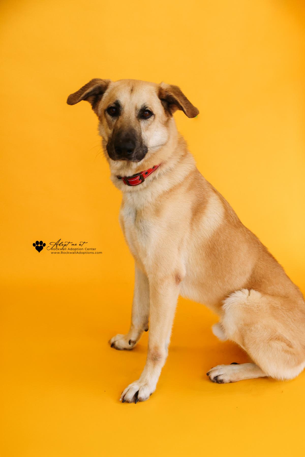 Champ - $75 Adoption Fee!  Diamond Dog! Image