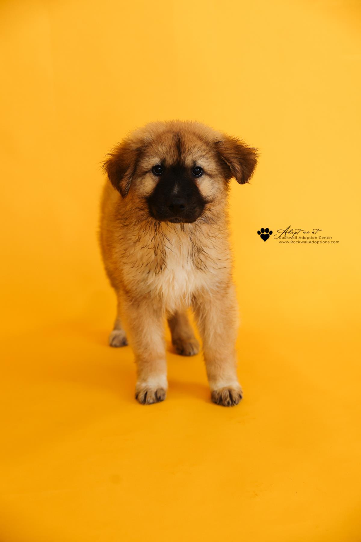 Yogi Paw-Erra Image