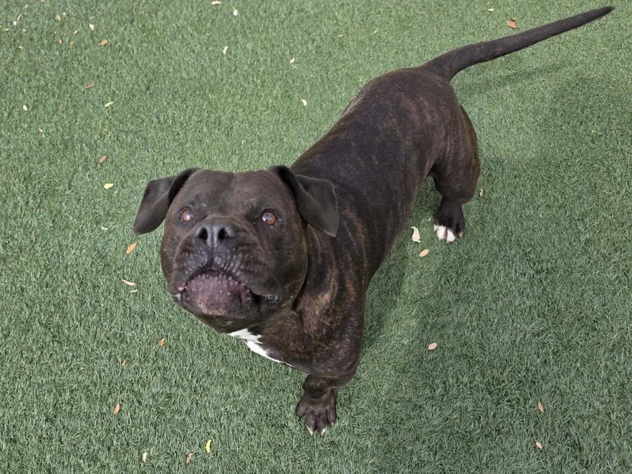 Meatloaf- $75 Adoption Fee! Diamond Dog!
