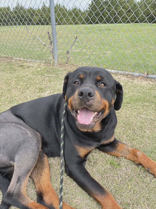 Maria, an adoptable Rottweiler in Rockwall, TX