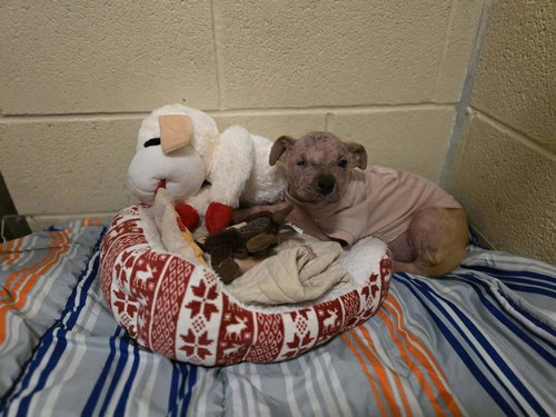 ESTHER - Shepherd available for adoption
