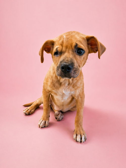 Esther, an adoptable Shepherd in Rockwall, TX