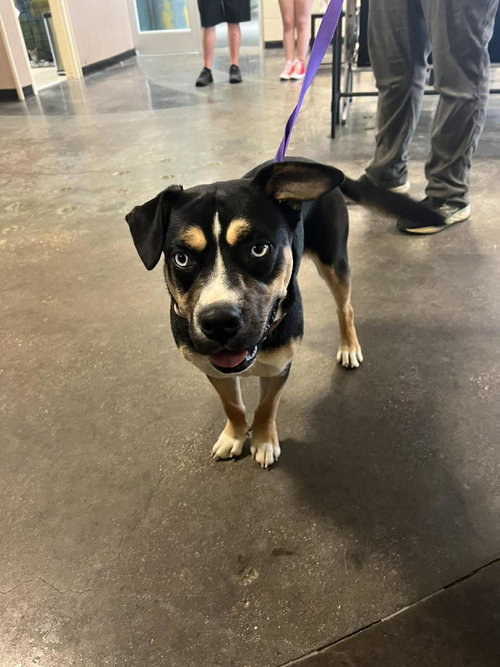 Dior, an adoptable American Staffordshire Terrier in Rockwall, TX