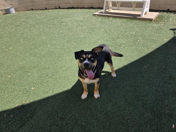 Dior-$75 Adoption Fee! Diamond Dog!