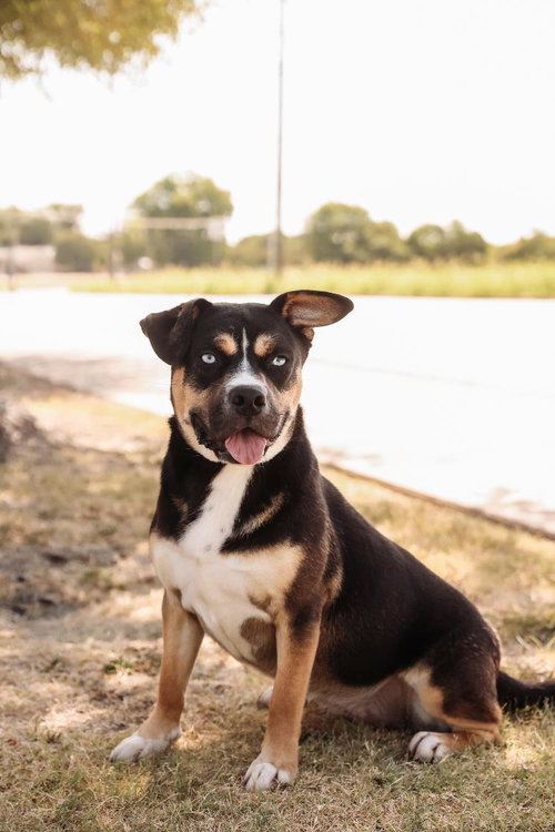 picture of the dog needing adoption