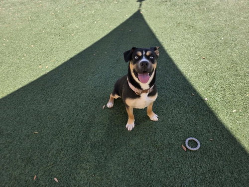 Dior-$75 Adoption Fee! Diamond Dog photo 1