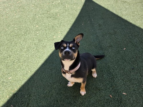 Dior-$75 Adoption Fee! Diamond Dog photo 3