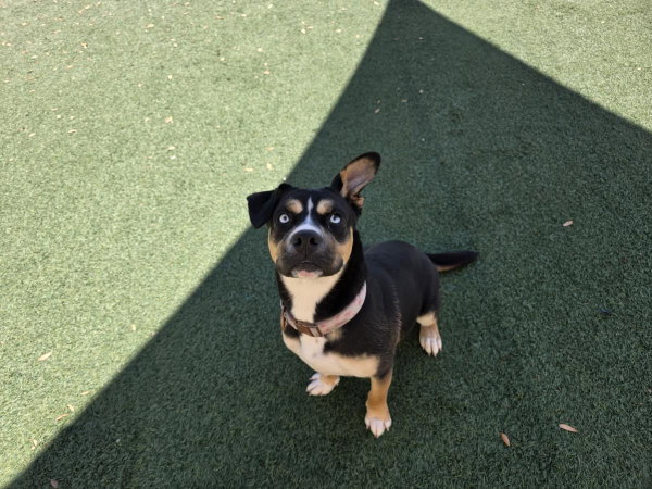Dior-$75 Adoption Fee! Diamond Dog!