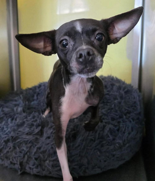 Hershey, an adoptable Chihuahua in Rockwall, TX