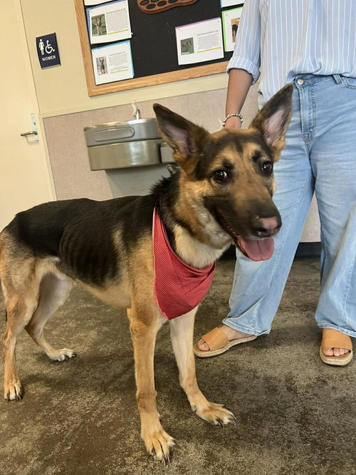 Bear, an adoptable German Shepherd Dog in Rockwall, TX