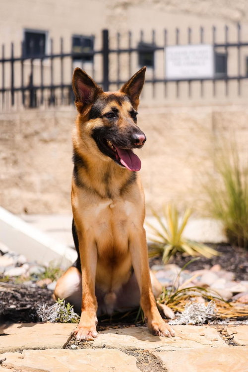 Bear-$75 Adoption Fee! Diamond Dog!, an adoptable German Shepherd Dog in Rockwall, TX