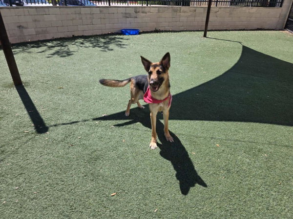 Bear-$75 Adoption Fee! Diamond Dog!