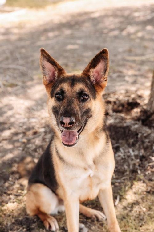 picture of the dog needing adoption