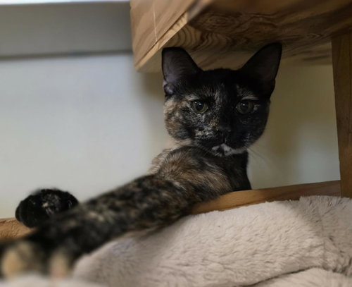 Daffodil, Baby Domestic Short Hair / Mixed, cat for adoption in Wylie, Texas