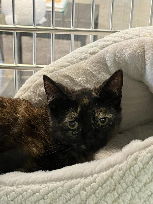 Dahlia, an adoptable Domestic Short Hair in Rockwall, TX