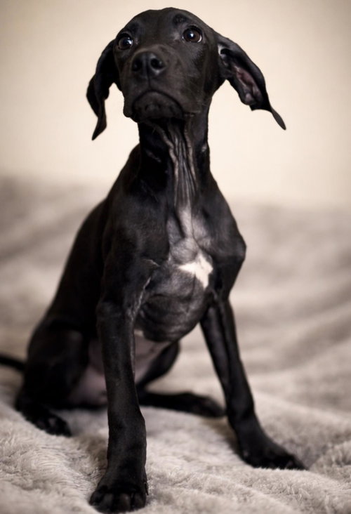 Elaina, an adoptable Weimaraner in Rockwall, TX