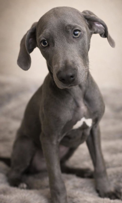 Everett, an adoptable Weimaraner in Rockwall, TX