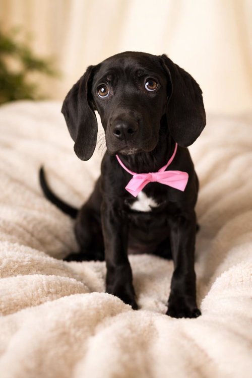 Eve, an adoptable Weimaraner in Rockwall, TX