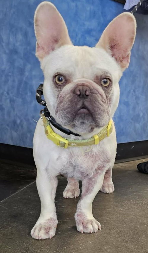 Silver, an adoptable French Bulldog in Rockwall, TX
