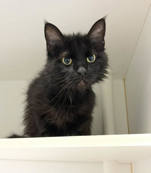 Blackberry, Adult Domestic Medium Hair / Mixed, cat for adoption in Hurst, Texas