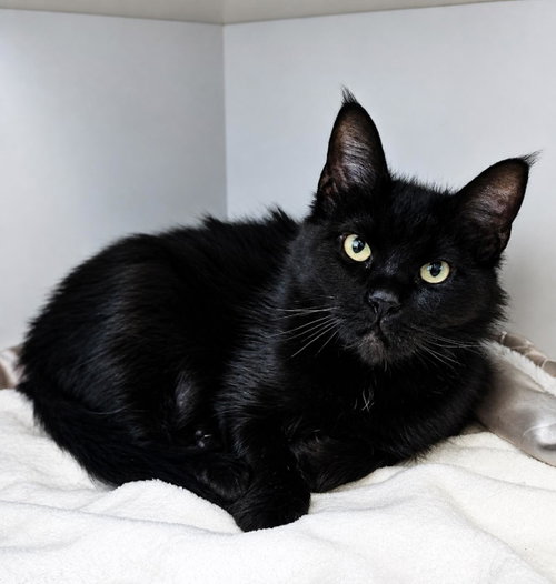 Blackberry, an adoptable Domestic Medium Hair in Rockwall, TX