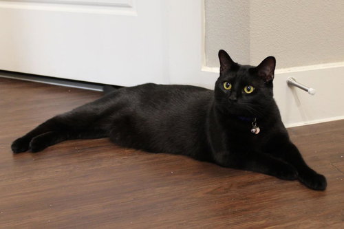 Jade, Adult Domestic Short Hair / Mixed, cat for adoption in Hurst, Texas