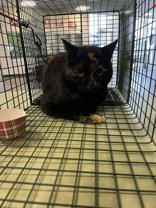 Tory, Senior Domestic Short Hair / Mixed, cat for adoption in Hurst, Texas
