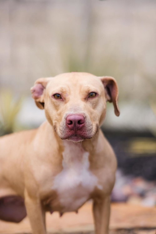 Odessa, an adoptable Pit Bull Terrier in Rockwall, TX