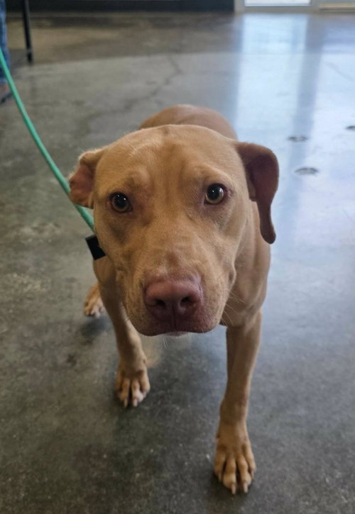 Odessa-$75 Adoption Fee! Diamond Dog photo 2