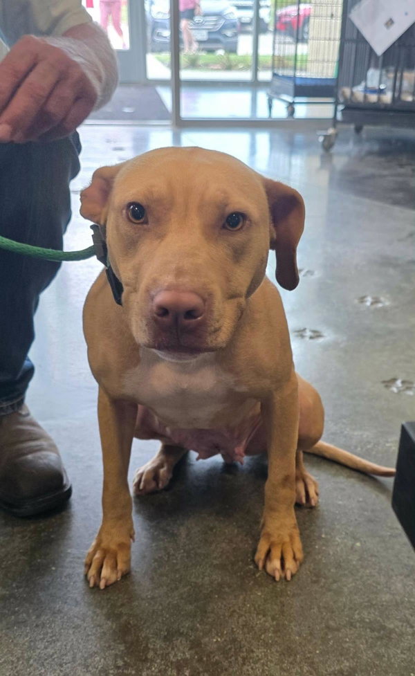 Odessa-$75 Adoption Fee! Diamond Dog!