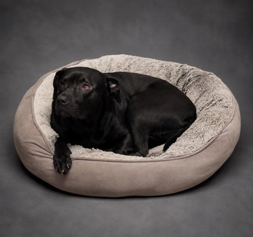 Stevie, an adoptable Pit Bull Terrier in Rockwall, TX