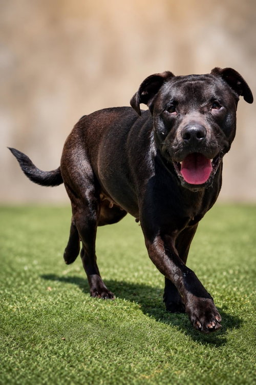 Stevie, an adoptable Pit Bull Terrier in Rockwall, TX