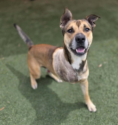 Buddy, an adoptable Shepherd in Rockwall, TX