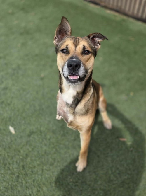Buddy, an adoptable Shepherd in Rockwall, TX