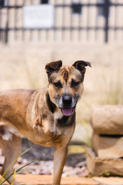 Buddy- $75 Adoption Fee! Diamond Dog!, an adoptable Shepherd in Rockwall, TX