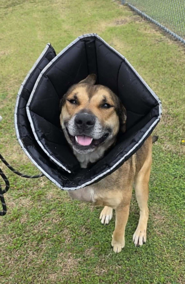 Buddy- $75 Adoption Fee! Diamond Dog!