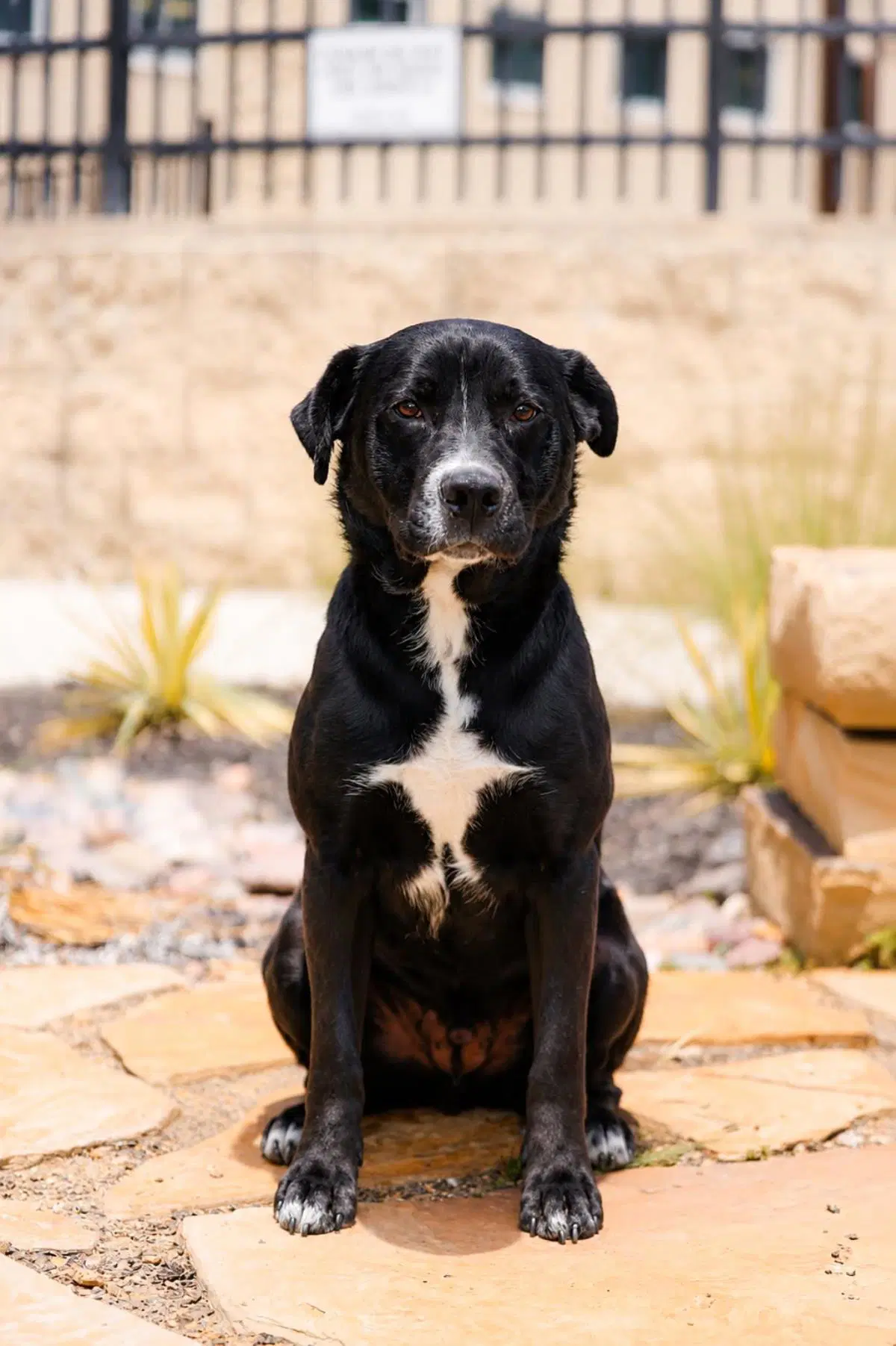 Jett - Labrador Retriever