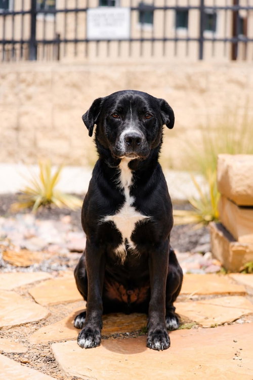 Jett-$75 Adoption Fee! Diamond Dog