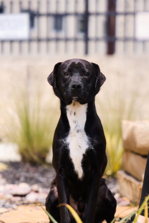 picture of the dog needing adoption