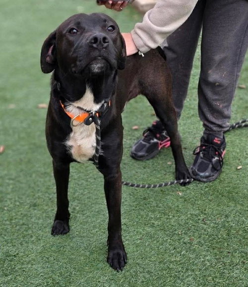 Photo 2 of Mercury- $75 Adoption Fee! Diamond Dog!