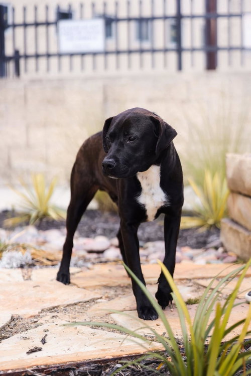 Photo 4 of Mercury- $75 Adoption Fee! Diamond Dog!