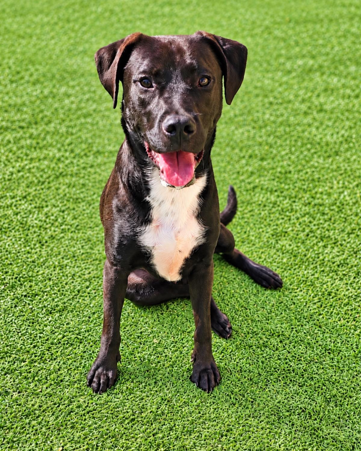 Mercury- $75 Adoption Fee! Diamond Dog!
