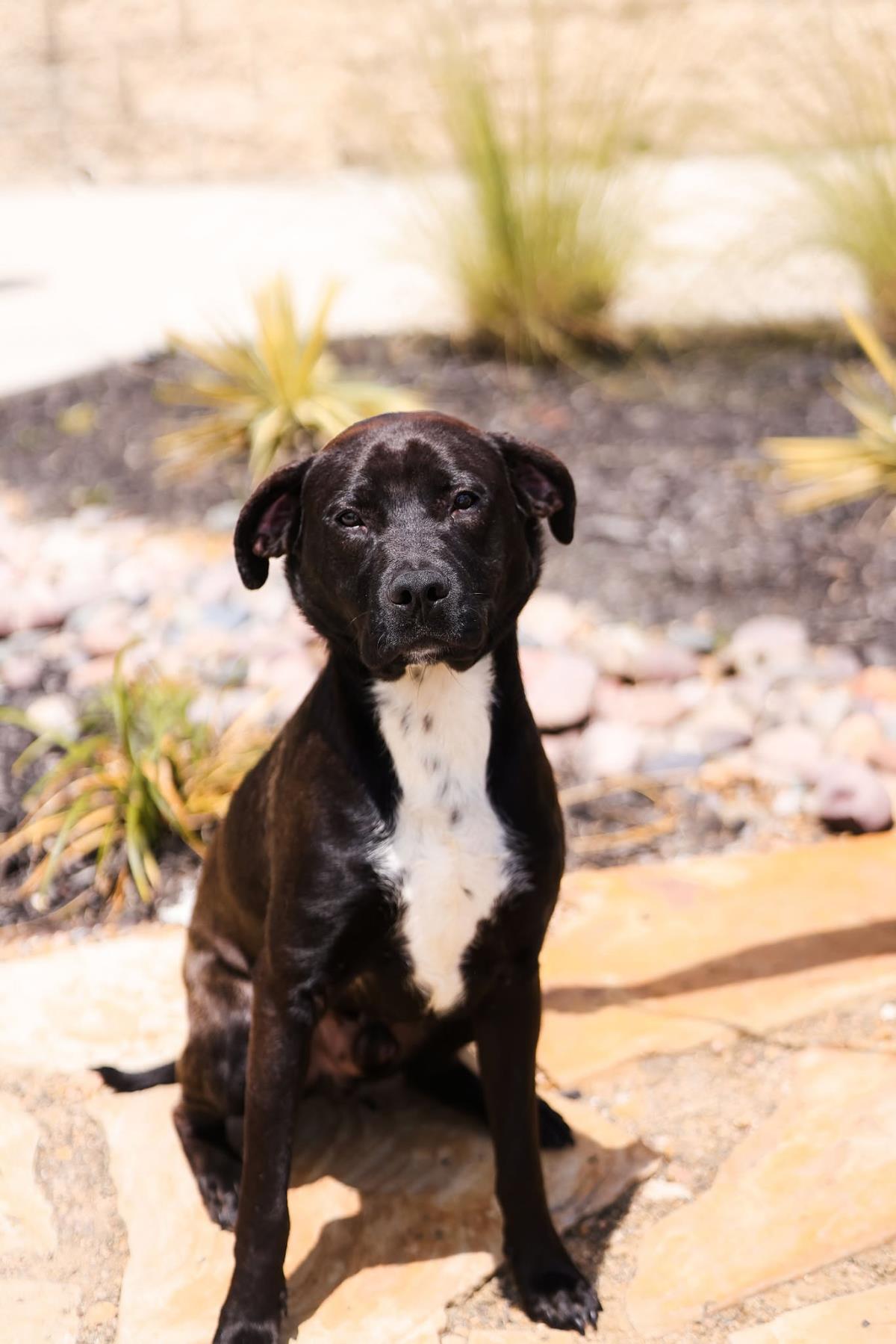 Mercury- $75 Adoption Fee! Diamond Dog!, photo 2